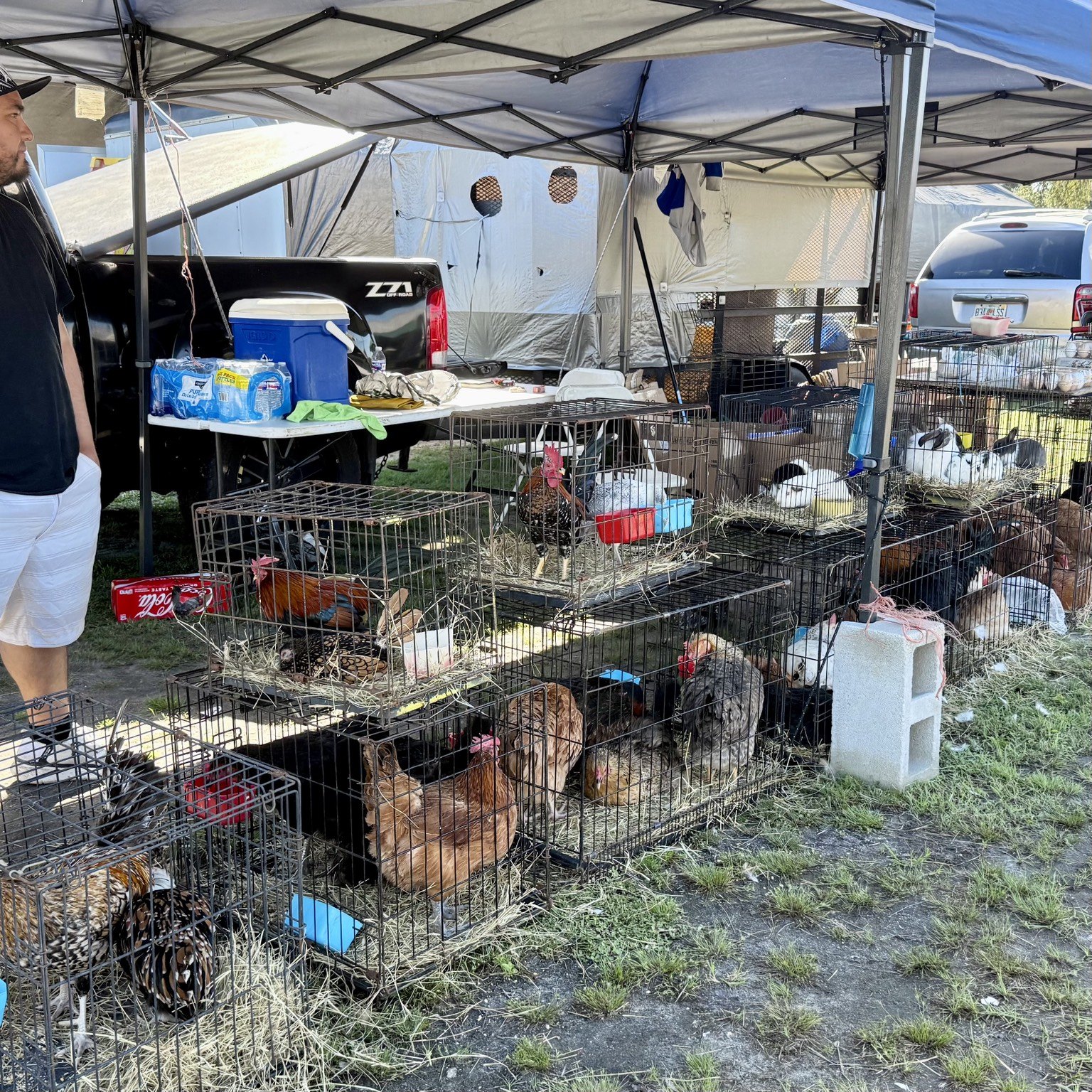 Birds and pet supplies
