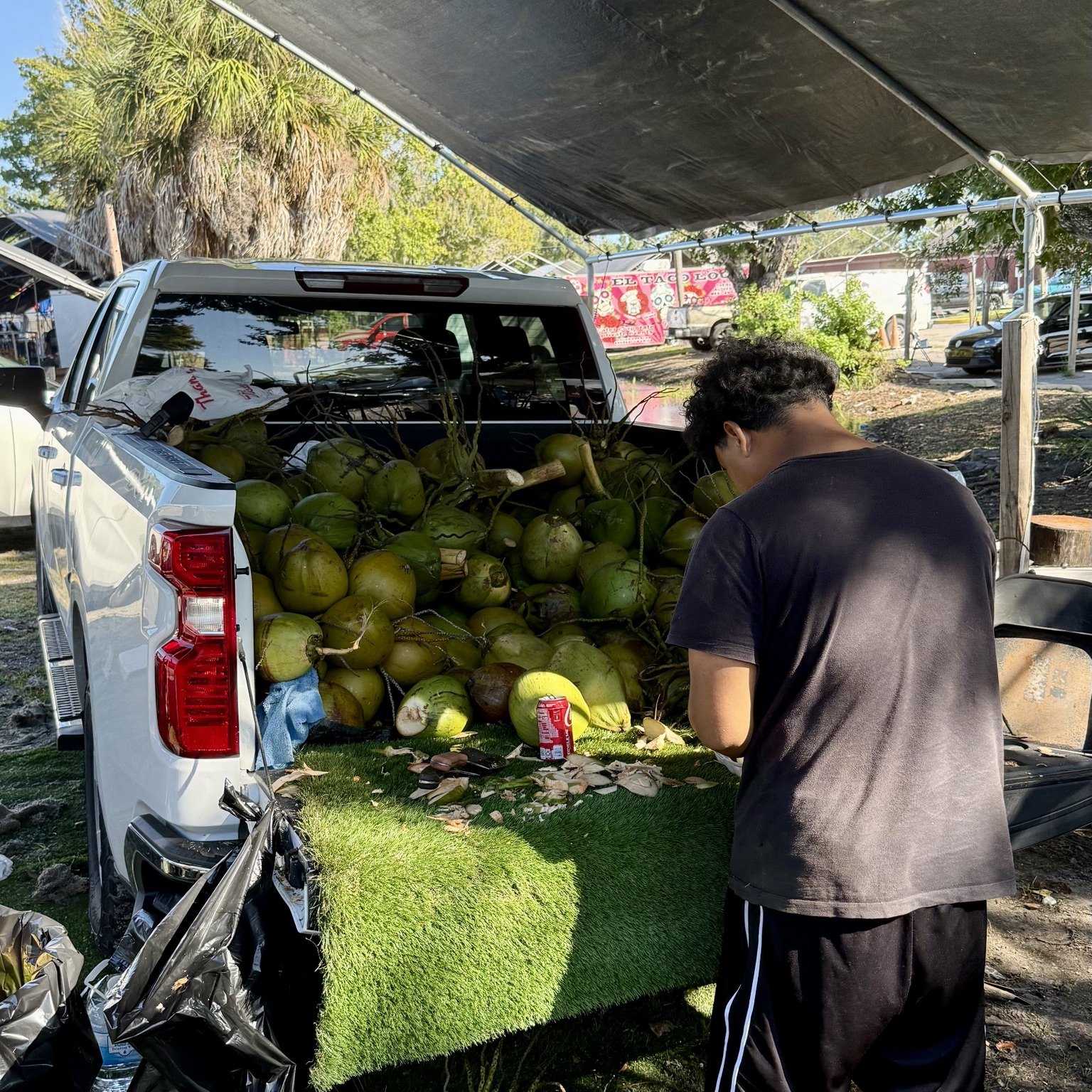 Fresh coconuts