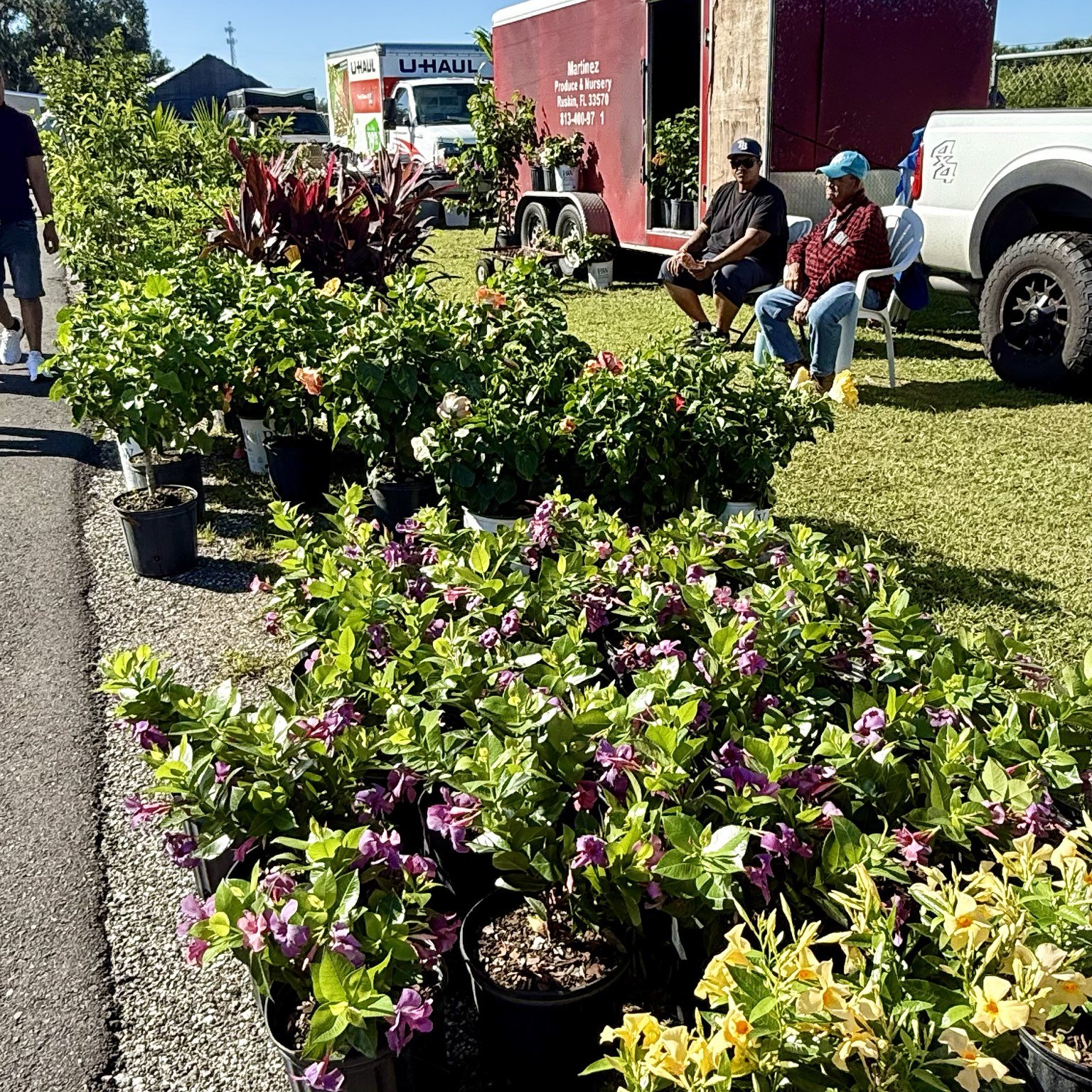 Plants and flowers
